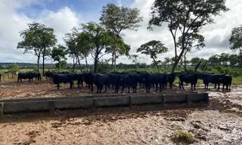 Imagem 3: Fazenda todo no corredor. 70 divisões; Rica em madeira; Rica em água; 02 rios; Rancho de p