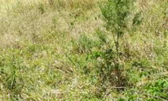 Imagem: Terreno a Venda no Jardim Guadalupe em Caçapava