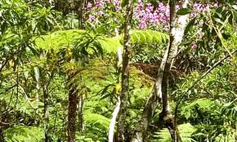 Imagem 7: Sítio a Venda no Pedregulho em Caçapava