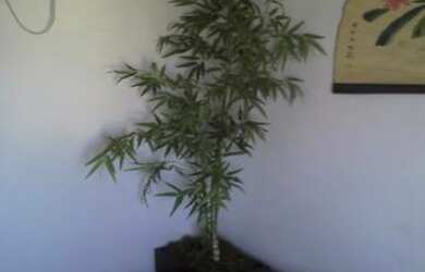 Imagem 4: APARTAMENTO COM 2 DORMITÓRIOS NO JARDIM SÃO PAULO