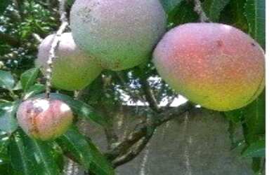 Imagem 6: CHÁCARA COM PISCINA E CHURRASQUEIRA EM ARAÇOIABA