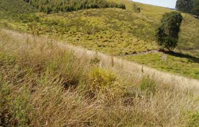 Imagem 7: TERRENO em Pedra Bela - SP, Limas