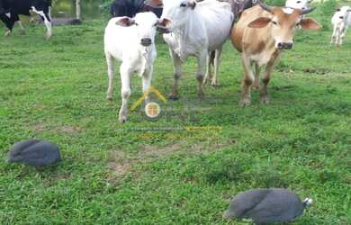 Imagem 4: SITIO RURAL em ITAPERAI - SP, PRINCESA ISABEL