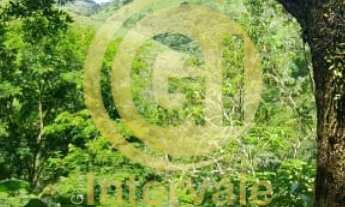 Imagem 2: Chacara rural para Venda - São Francisco Xavier - SP, Casa principal mais 2 chales complet