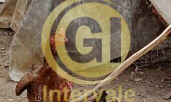 Imagem 5: TERRENO PLANO COM A DOCUMENTAÇÃO OK - SANTA PAULA JACAREÍ