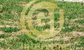 Imagem 4: Terreno Residencial Ecopark Bourbon