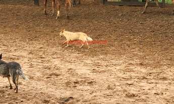 Imagem 2: FAZENDA RURAL em PRESIDENTE EPITÁCIO - SP, PRESIDENTE EPITÁCIO