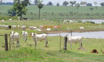 Imagem 4: FAZENDA RURAL em PEREIRA BARRETO - SP, PEREIRA BARRETO