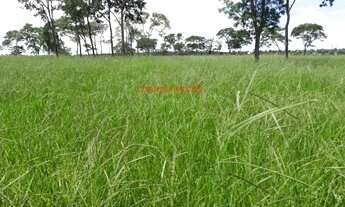 Imagem 5: FAZENDA RURAL em PEREIRA BARRETO - SP, PEREIRA BARRETO