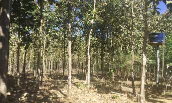 Imagem: FAZENDA RURAL em PALMAS - TO, SETOR SUL