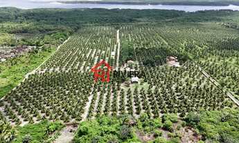 Imagem: SITIO RURAL em Paço do Lumiar - MA, Iguaíba