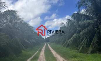 Imagem 5: SITIO RURAL em Paço do Lumiar - MA, Iguaíba