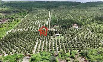 Imagem 6: SITIO RURAL em Paço do Lumiar - MA, Iguaíba