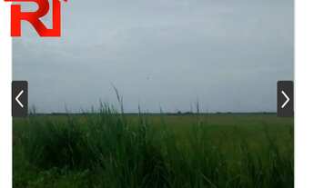 Imagem 2: FAZENDA RURAL em Governador Archer - MA, Zona Rural