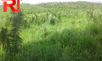 Imagem 4: FAZENDA RURAL em Governador Archer - MA, Zona Rural