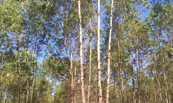 Imagem 1: FAZENDA RURAL em TASSO FRAGOSO - MA, CENTRO