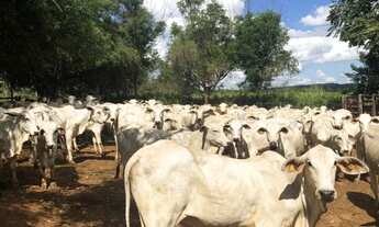 Imagem: FAZENDA RURAL em BALSAS - MA, Centro