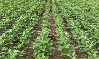 Imagem 6: FAZENDA RURAL em RIACHÃO - MA, Centro