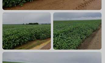 Imagem 3: FAZENDA RURAL em SÃO FÉLIX DE BALSAS - MA, Centro