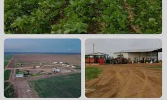 Imagem 4: FAZENDA RURAL em SÃO FÉLIX DE BALSAS - MA, Centro