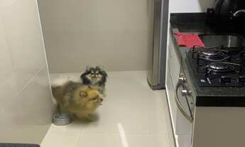 Imagem 5: APARTAMENTO RESIDENCIAL em SÃO PAULO - SP, PARQUE MANDAQUI