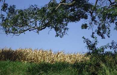 Imagem 2: FAZENDA - ITUPEVA - SÃO PAULO