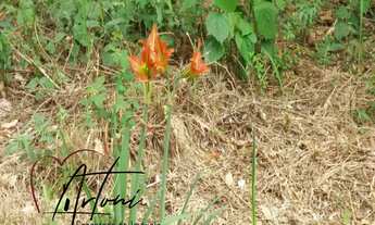 Imagem 4: TERRENO RESIDENCIAL em JARINU - SP, JARINU