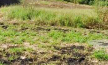 Imagem: Terreno no Cruzeiro do Sul disponível para