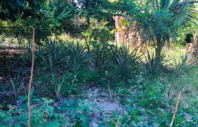 Imagem 6: SITIO RESIDENCIAL em CAMAÇARI - BA, BARRA DO POJUCA (MONTE GORDO