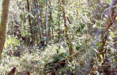 Imagem 3: CHÁCARA em Paranaguá - PR