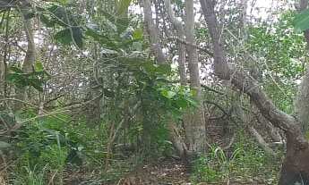 Imagem 3: 1680M² de Área Total na Rua Das Tocas