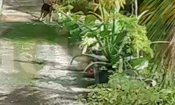 Imagem: 2 dormitórios na Rua Asfalto Velho