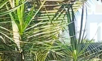 Imagem 5: 4 dormitórios na Rua Maria José De Macedo