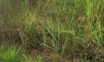 Imagem 4: 2345M² de Área Total na Estrada Da água Branca
