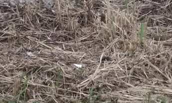 Imagem 3: 448M² de Área Total na Rua Das Conchas