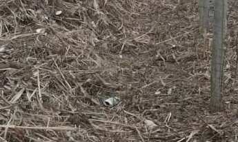 Imagem 4: 448M² de Área Total na Rua Das Conchas