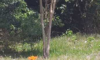 Imagem: 450M² de Área Total na Rua Das Conchas