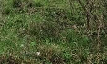 Imagem 2: 833M² de Área Total na Rua Bitote