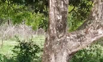 Imagem 7: 833M² de Área Total na Rua Bitote