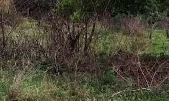 Imagem 5: 833M² de Área Total na Rua Bitote