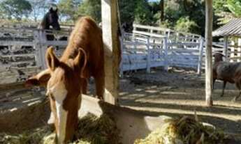 Imagem 3: 8 dormitórios, 3 suíte, 8 banheiro