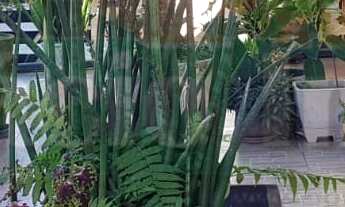 Imagem 4: 3 dormitórios na Rua Delfins