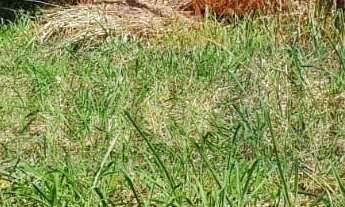 Imagem 4: 1050M² de Área Total na Estrada Do Leigos