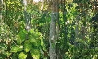 Imagem 6: 819M² de Área Total na Rua Dos Tatuís