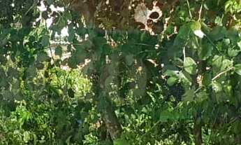 Imagem 7: 819M² de Área Total na Rua Dos Tatuís