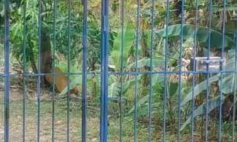 Imagem 3: POSSIBILIDADE DE VENDA SEPARADA - LEIA AS INSTRUÇÕES