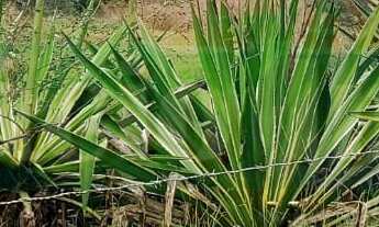 Imagem 3: 1600M² de Área Total na Rua Pedro Vignoli Da Silva