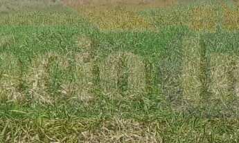 Imagem 6: 470M² de Área Total na Avenida Do Comum