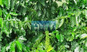 Imagem 3: Fazenda de luxo à venda em Paineiras-MG: 4 quartos, 1 suíte, 2 salas, 4 banheiros, 4 vagas