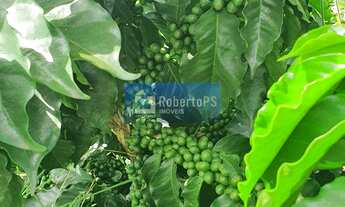 Imagem 2: Fazenda de luxo à venda em Paineiras-MG: 4 quartos, 1 suíte, 2 salas, 4 banheiros, 4 vagas